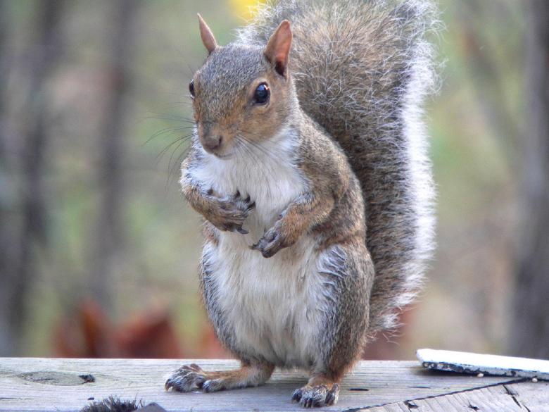 Free stock image of Eastern Grey Squirrel created by Pixabay