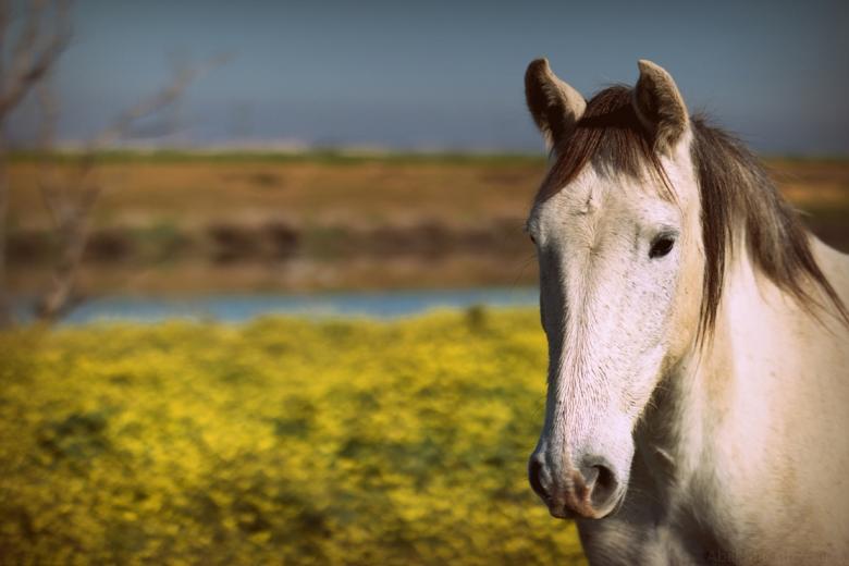 Free stock image of Horse in the Stable created by Pixabay