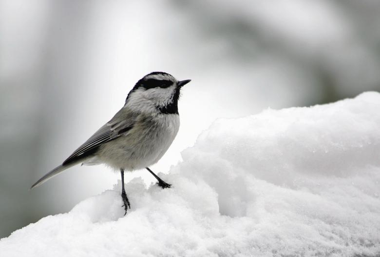 Free stock image of Mountain Chickadee created by Pixabay