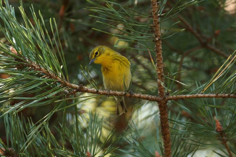 Free stock image of Pine Warbler created by Pixabay