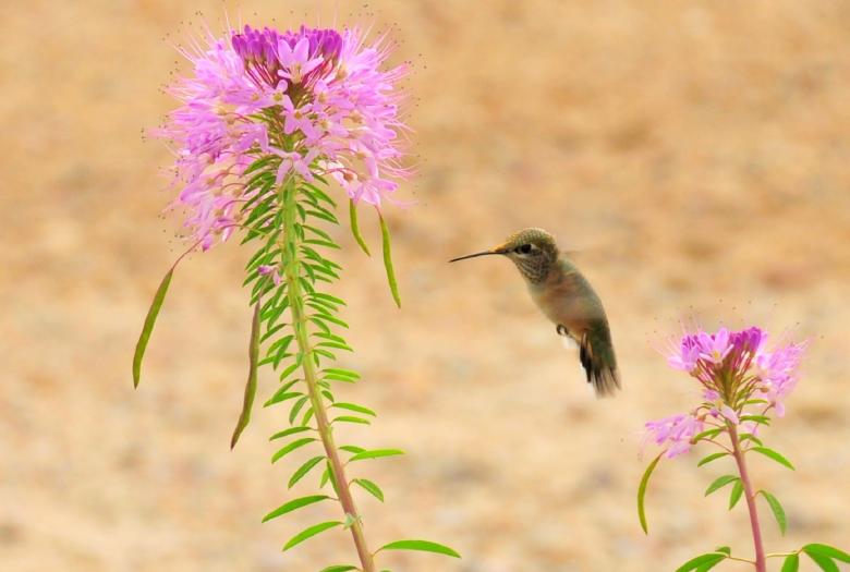 Free stock image of Rufous Hummingbird created by Pixabay