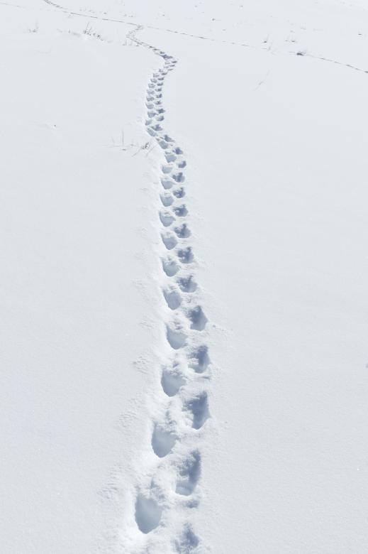 Free stock image of Foot Prints created by Pixabay