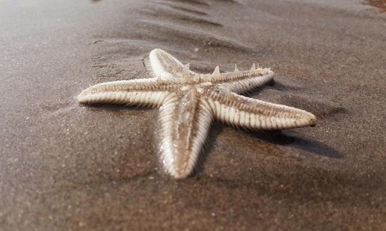 Free stock image of Starfish on the Beach created by Pixabay