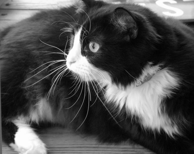 Free stock image of Tuxedo Cat created by Pixabay