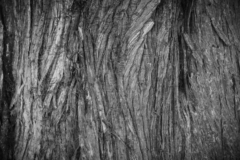 Free stock image of Wood Bark created by Pixabay