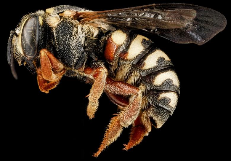 Free stock image of Bee Closeup created by Pixabay