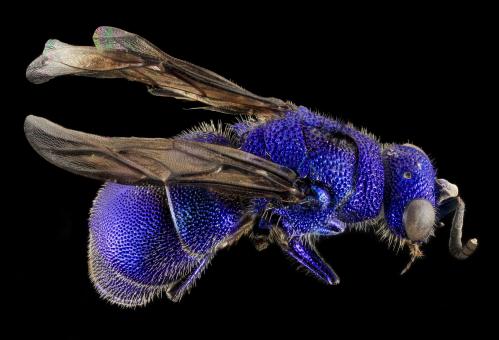 Blue Bee - Free Stock Photo