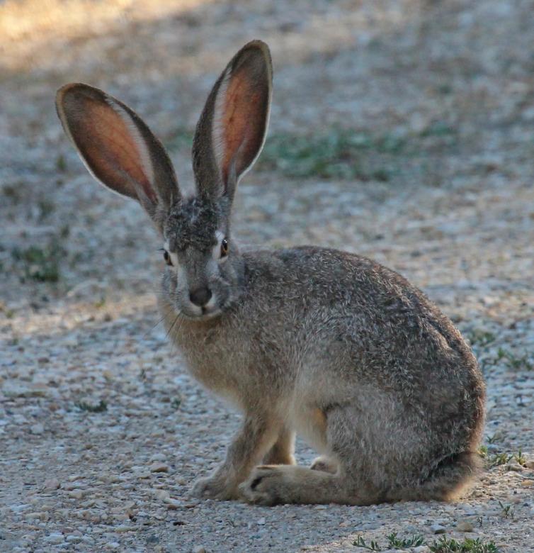 Free stock image of Black Tailed Jackrabbit created by Pixabay