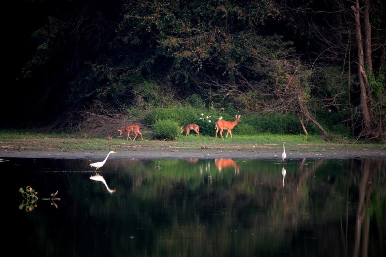 Free stock image of Wild Deers created by Pixabay