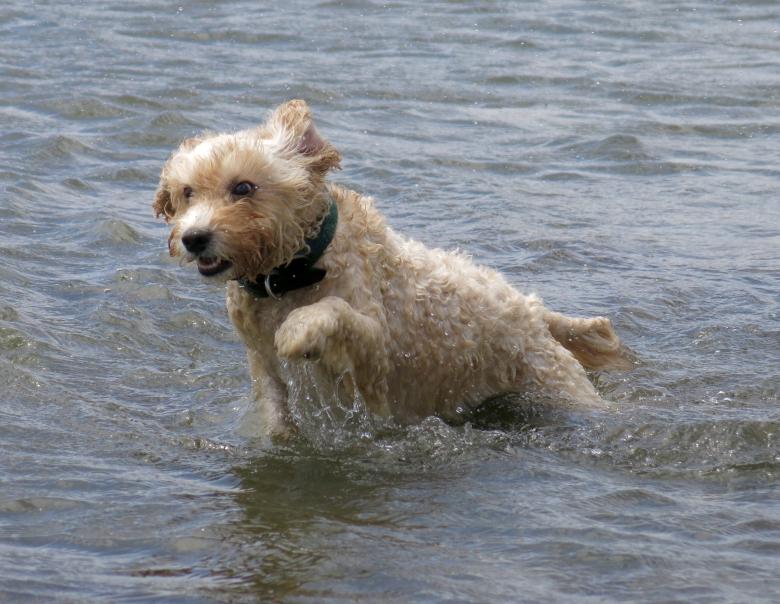 Free stock image of Dog Swimming created by Pixabay