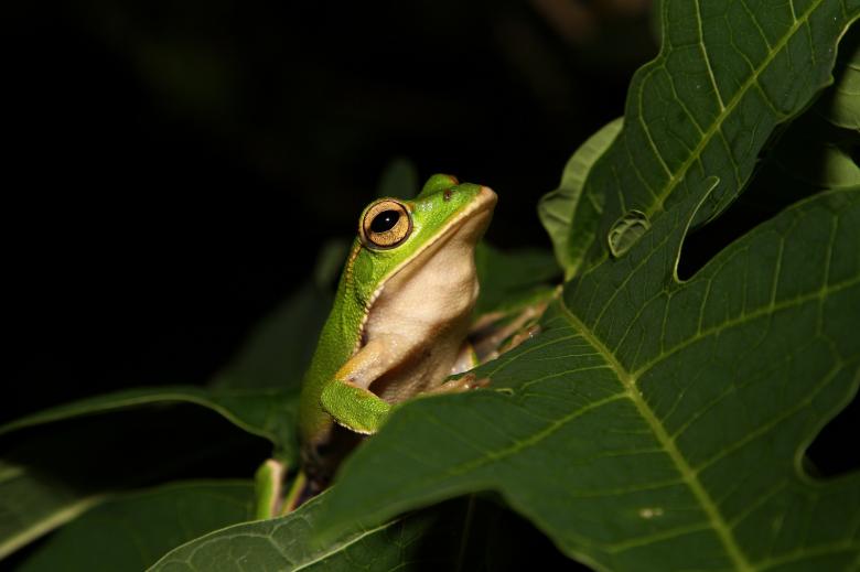 Free stock image of Emerald Eyed Tree Frog created by Pixabay