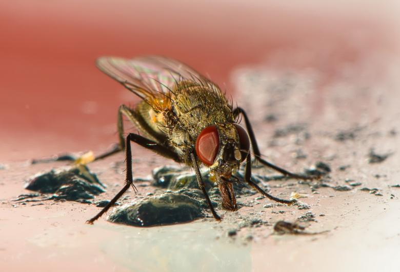 Free stock image of Fly Closeup created by Pixabay
