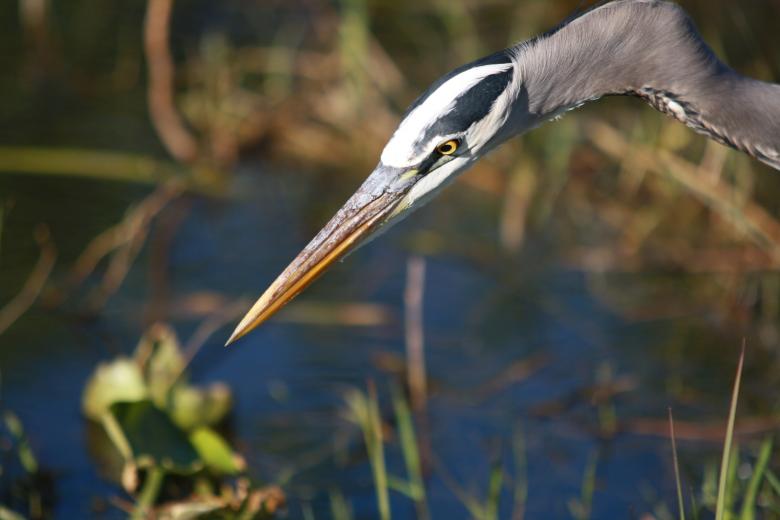 Free stock image of Great Blue Heron created by Pixabay
