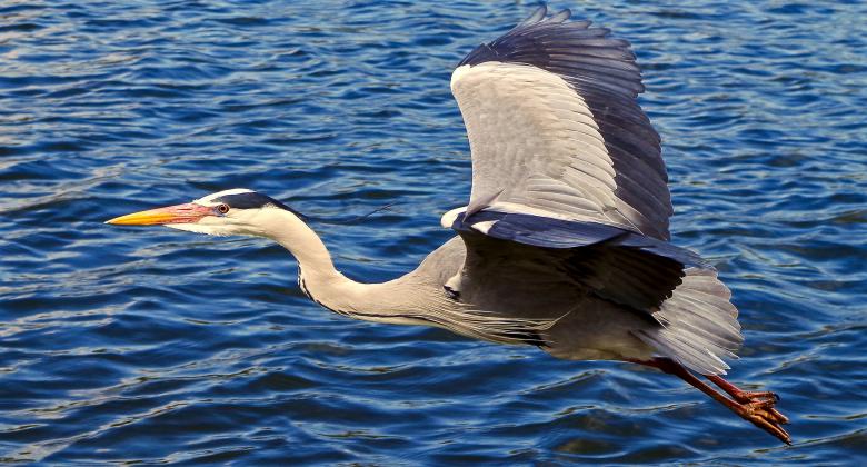 Free stock image of Grey Heron created by Pixabay