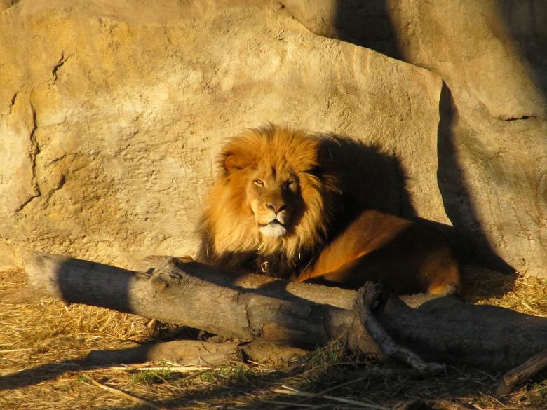 Free stock image of Lion King created by Pixabay