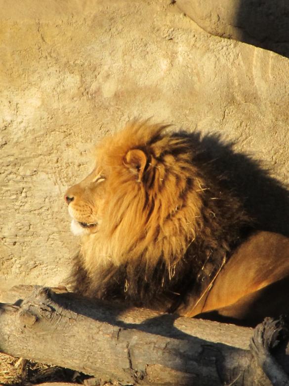 Free stock image of Lion King created by Pixabay