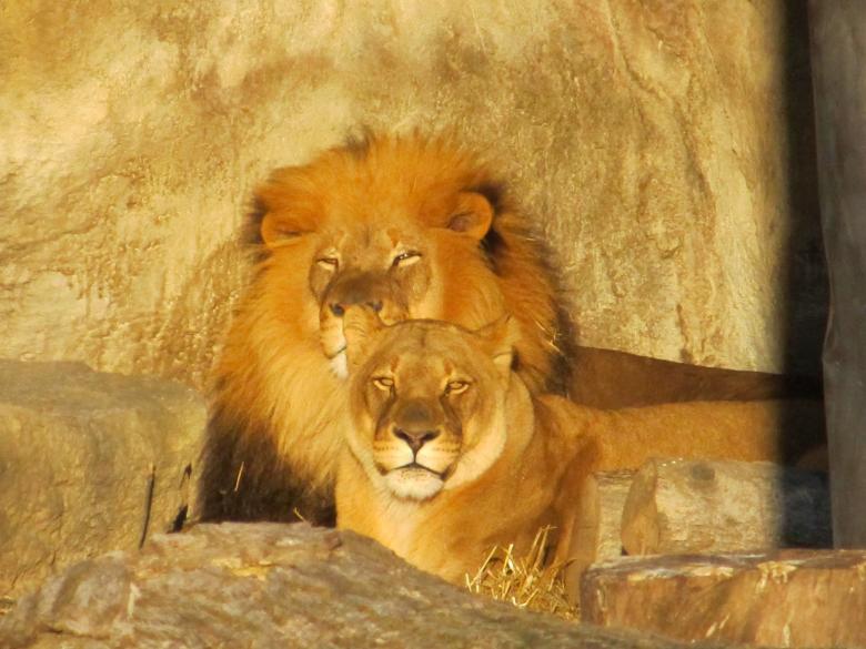 Free stock image of Lion Family created by Pixabay