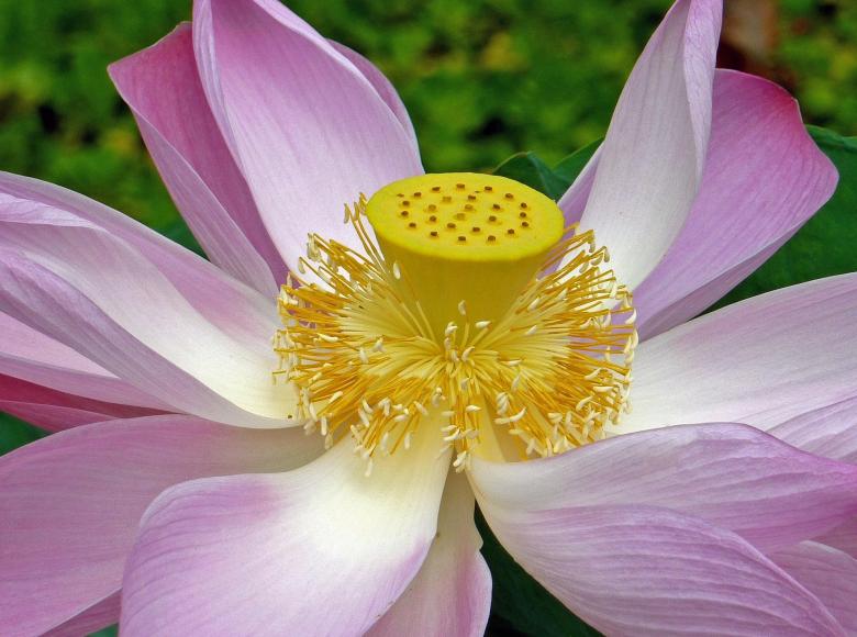 Free stock image of Lotus Flower created by Pixabay
