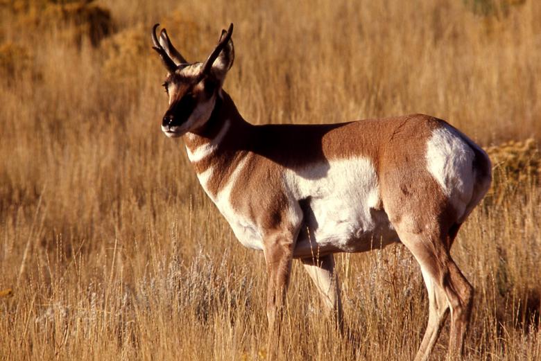 Free stock image of Wild Pronghorn created by Pixabay