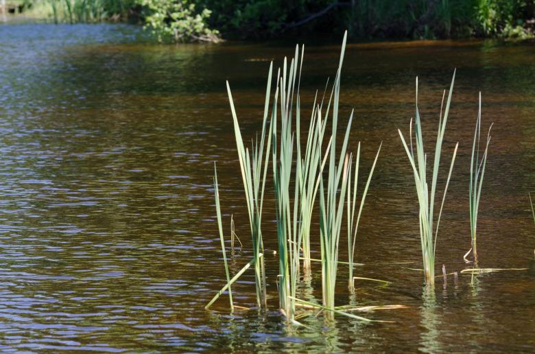 Free stock image of Reeds in the River created by Pixabay