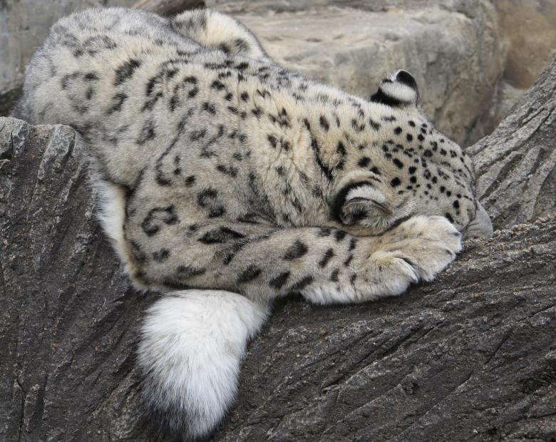 Free stock image of Snow leopard created by Pixabay