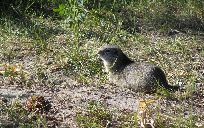 Free stock image of Unita Ground Squirrel created by Pixabay