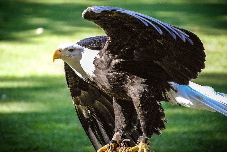 Free stock image of Bald Eagle created by Pixabay