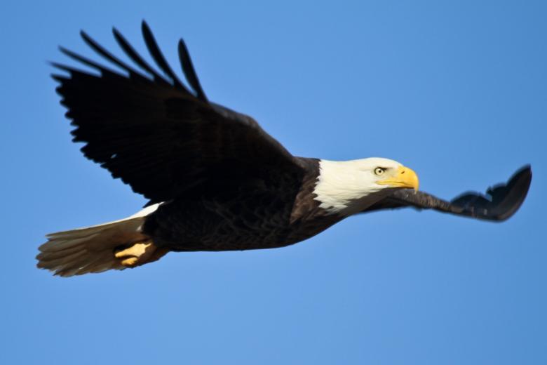 Free stock image of Bald Eagle created by Pixabay