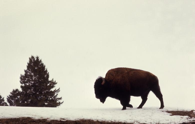 Free stock image of Wild Bison created by Pixabay