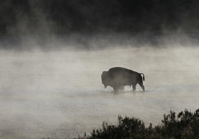 Free stock image of Bison in the River created by Pixabay