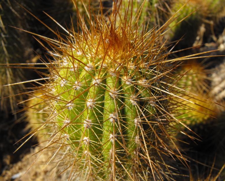 Free stock image of Thorny Cactus created by Pixabay