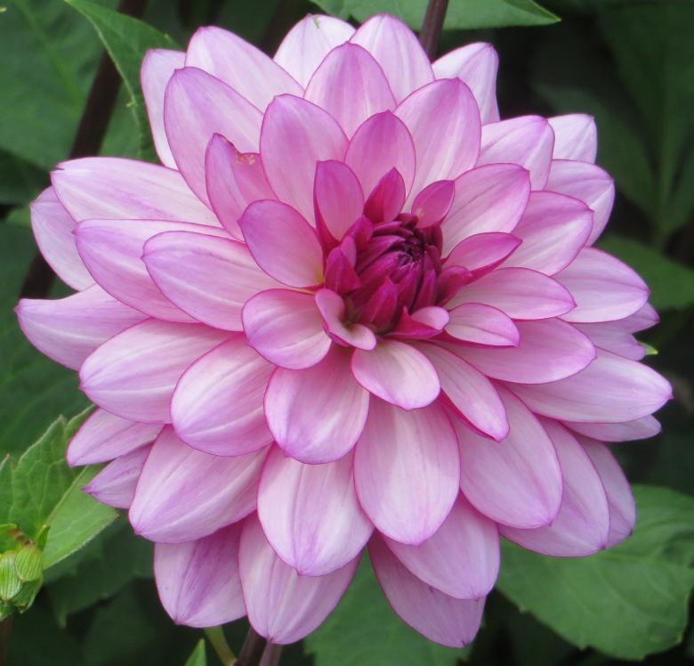 Free stock image of Fresh Dahlias created by Pixabay