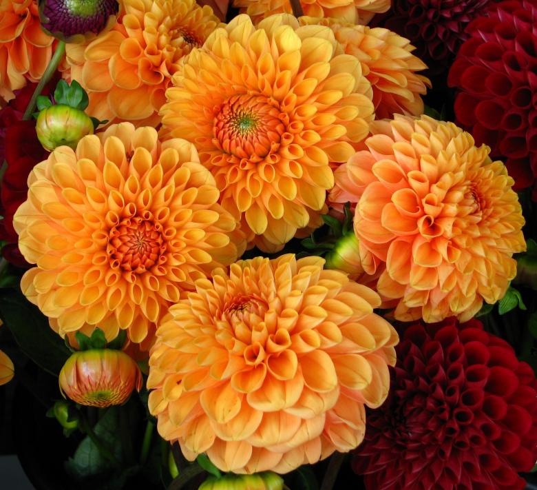 Free stock image of Fresh Dahlias created by Pixabay