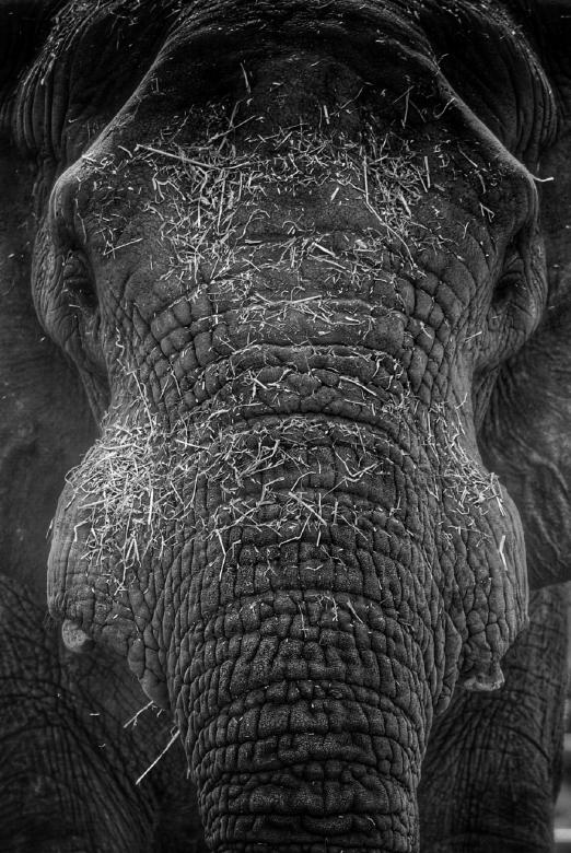 Free stock image of Wild Elephant created by Pixabay