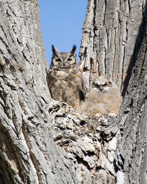 Free stock image of Great Horned Owl created by Pixabay