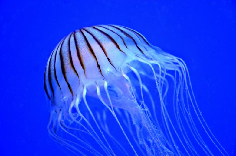 Free stock image of Jellyfish in the Ocean created by Pixabay