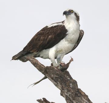 Osprey on the Wood - Free Stock Photo