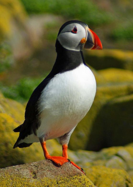 Free stock image of Puffin Bird created by Pixabay