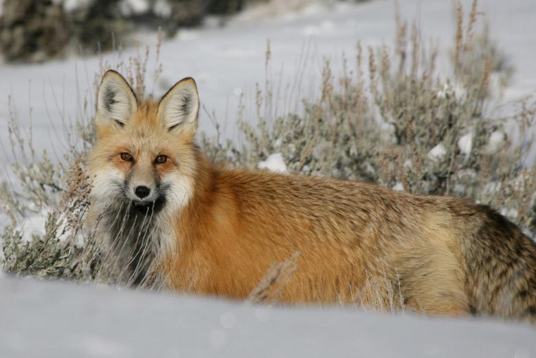 Free stock image of Red Fox created by Pixabay