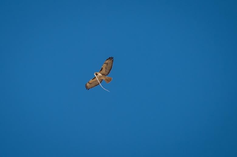 Free stock image of Red Tailed Hawk created by Pixabay