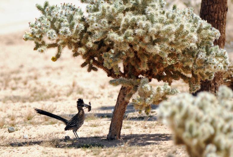 Free stock image of Roadrunner Bird created by Pixabay