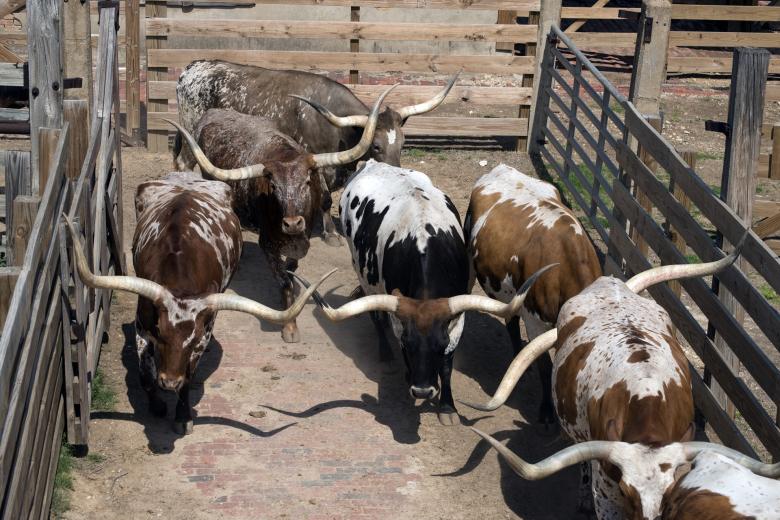 Free stock image of Cattle  created by Pixabay