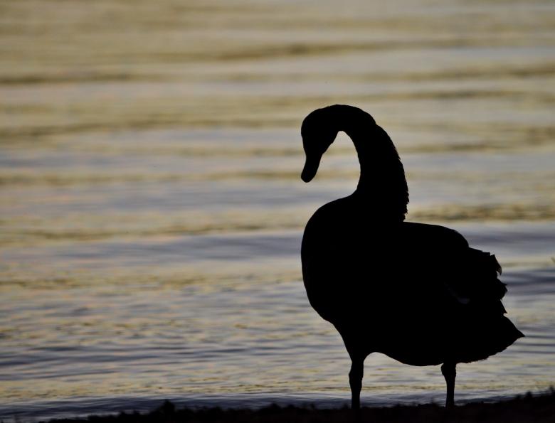 Free stock image of Swan on the Shore created by Pixabay
