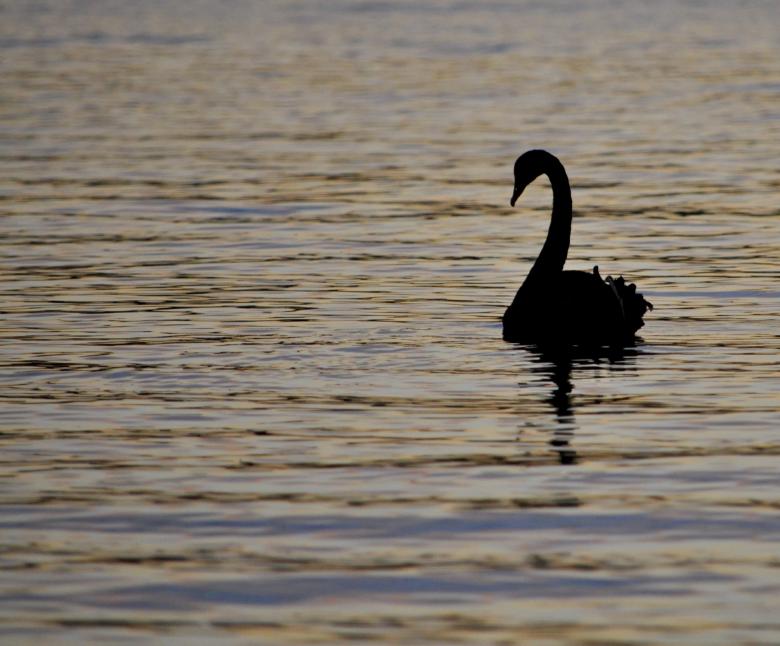 Free stock image of Swan Swimming created by Pixabay