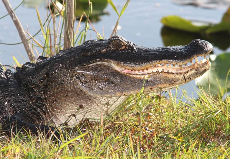 Free stock image of Saltwater Crocodile  created by Pixabay