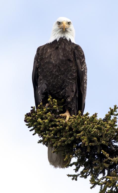 Free stock image of Bald Eagle created by Pixabay