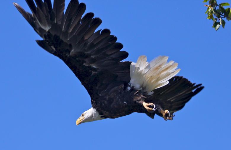 Free stock image of Bald Eagle created by Pixabay