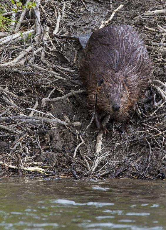 Free stock image of Wild Beaver created by Pixabay