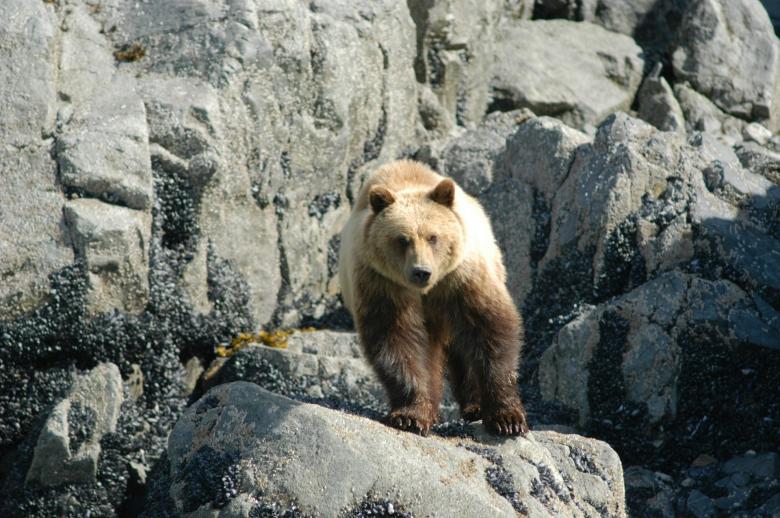 Free stock image of Brown Bear created by Pixabay