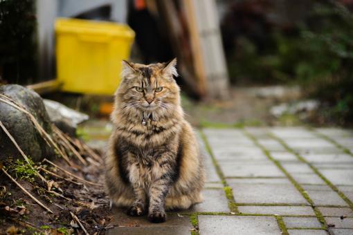Free Stock Photo of Wild Cat